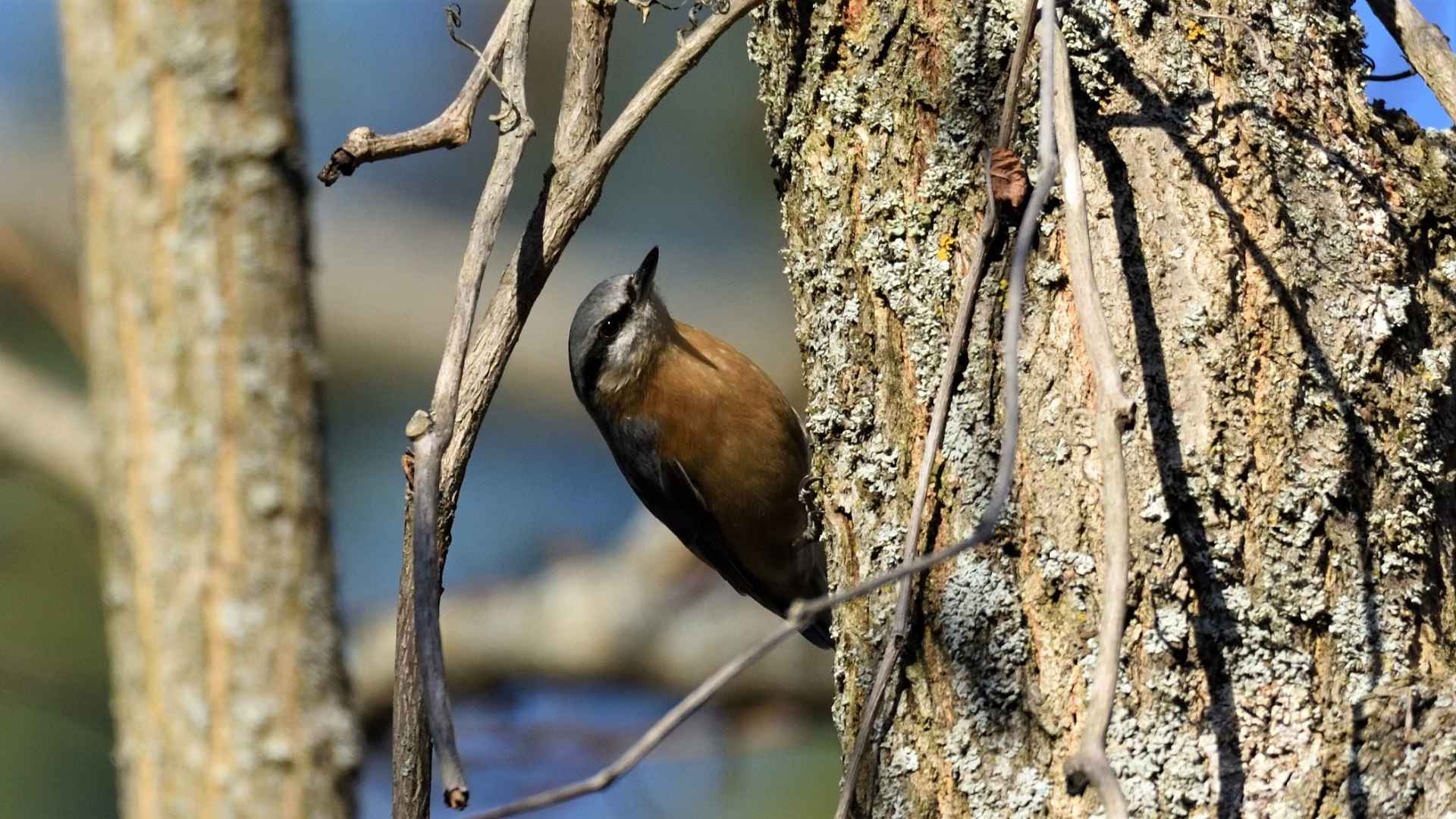 Eurasian Nuthatch